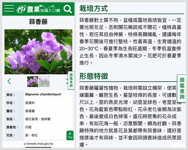 COA科普蒜香藤